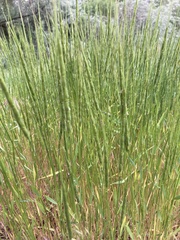 Aegilops cylindrica