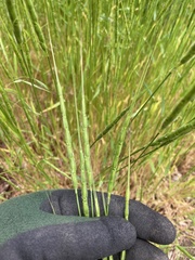 Aegilops cylindrica