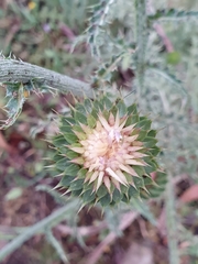 Carduus numidicus