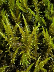 Cratoneuron filicinum