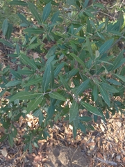 Quercus hypoleucoides