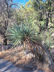 Yucca schottii