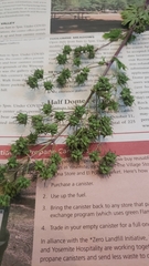 Thalictrum fendleri polycarpum