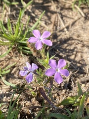 Phlox cuspidata
