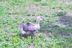 Branta canadensis