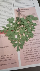 Thalictrum fendleri polycarpum