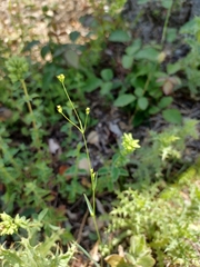 Bupleurum virgatum