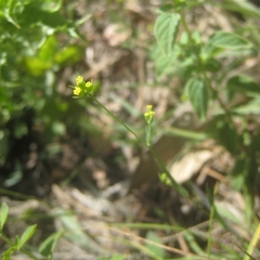 Bupleurum virgatum
