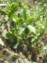 Bupleurum virgatum