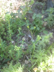 Bupleurum virgatum