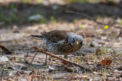 Turdus pilaris