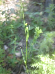Bupleurum virgatum