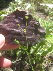 Bupleurum virgatum