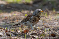 Turdus pilaris