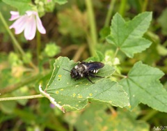Andrena albopunctata