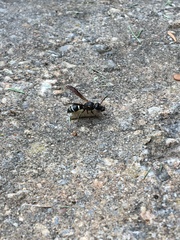 Ancistrocerus catskill