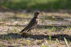 Turdus pilaris