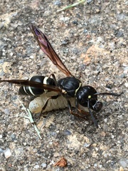 Ancistrocerus catskill