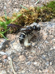 Ancistrocerus catskill