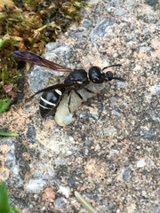 Ancistrocerus catskill