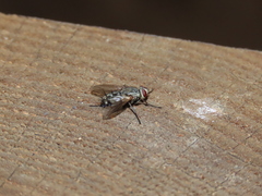 Microphthalma europaea