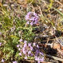 Thymus villosus