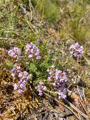 Thymus villosus