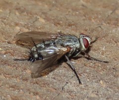 Microphthalma europaea