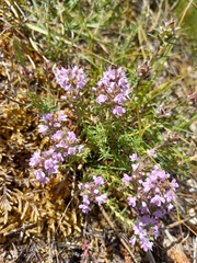 Thymus villosus