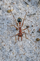 Myrmecia analis