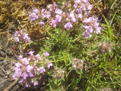 Thymus villosus