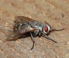 Microphthalma europaea