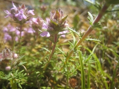 Thymus villosus