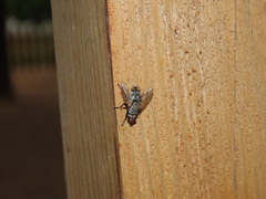 Microphthalma europaea