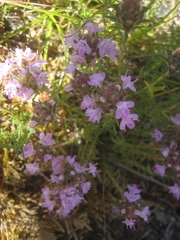 Thymus villosus
