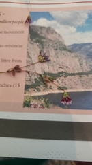 Trifolium variegatum variegatum