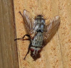 Microphthalma europaea