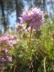 Thymus villosus