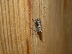 Microphthalma europaea