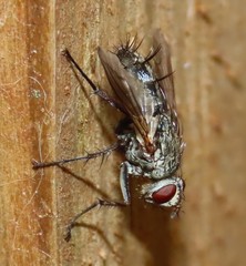 Microphthalma europaea