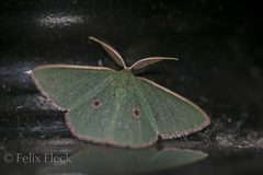 Chlorocoma rhodothrix