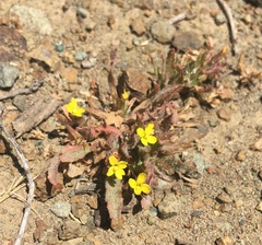 Camissoniopsis micrantha