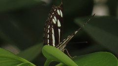 Phaedyma columella singa