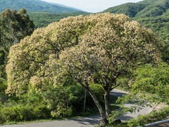Anadenanthera colubrina