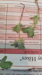 Trichostema oblongum