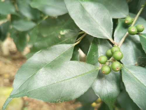 Ilex ficoidea Hemsl.