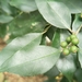 Ilex ficoidea - Photo (c) 淑端, some rights reserved (CC BY-NC), uploaded by 淑端