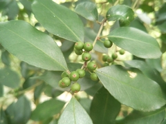 Ilex ficoidea