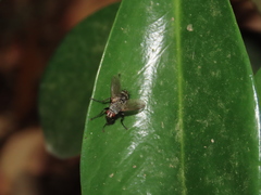 Microphthalma europaea