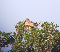 Emberiza caesia